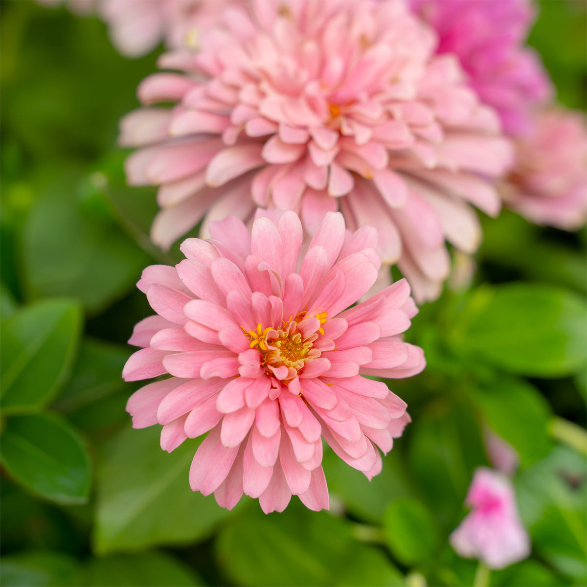 Zinnia rose - Zinnia pink - Bakker