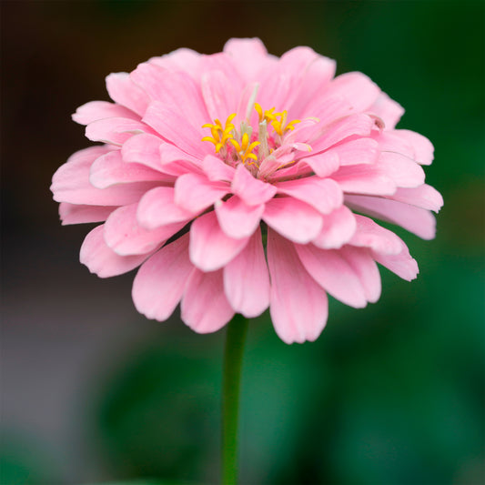 Zinnia rose - Bakker