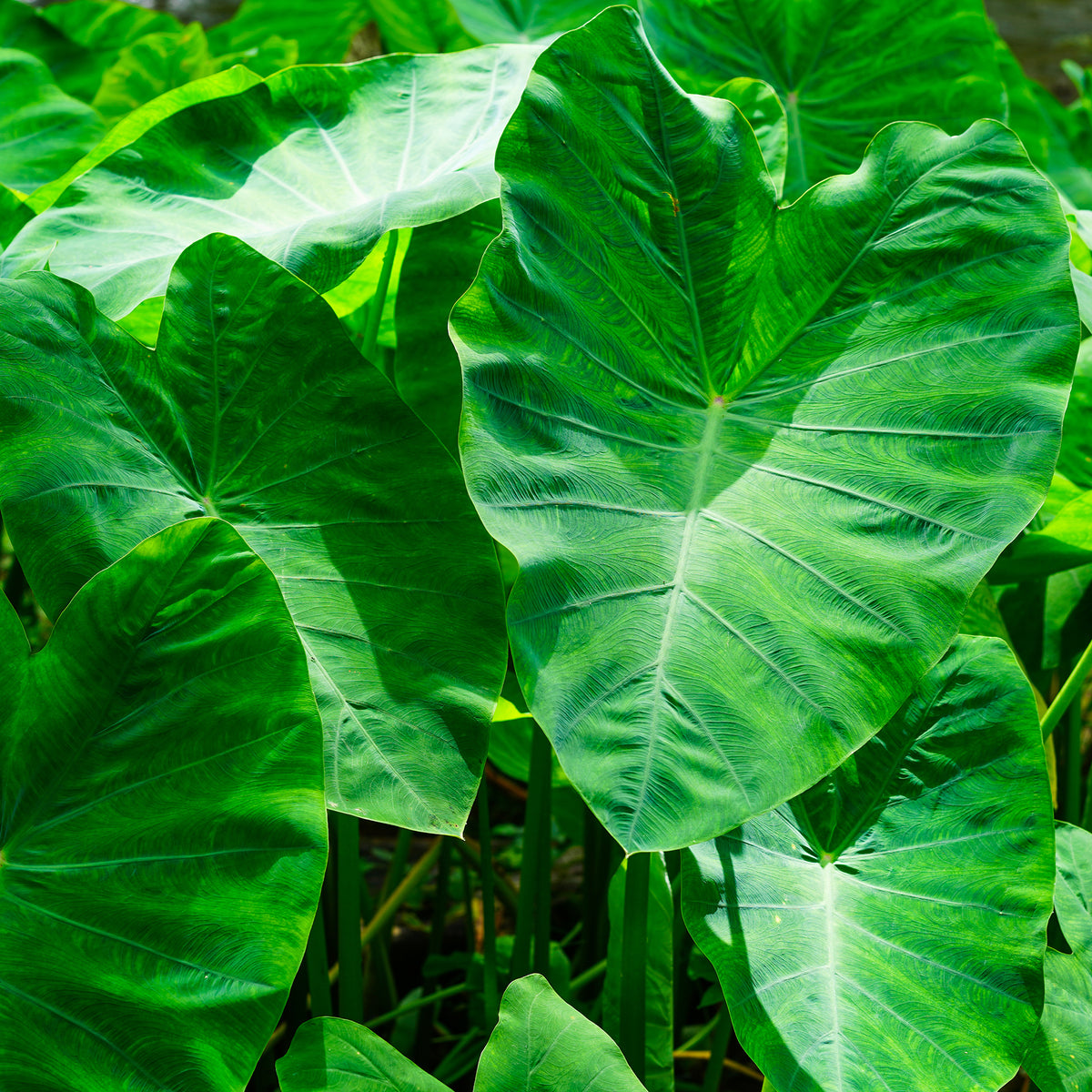Colocasia esculenta - Bakker