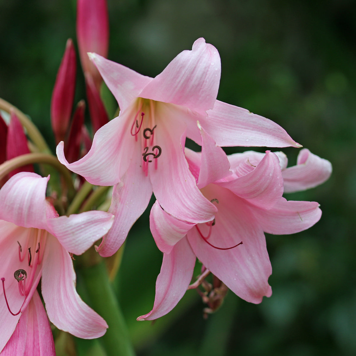 Crinole rose - Crinum powellii Rosea - Bakker