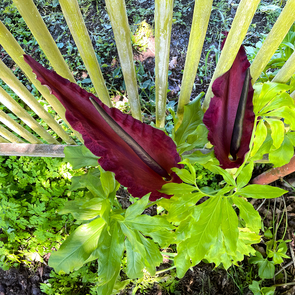 Serpentaire - Dracunculus vulgaris - Bakker