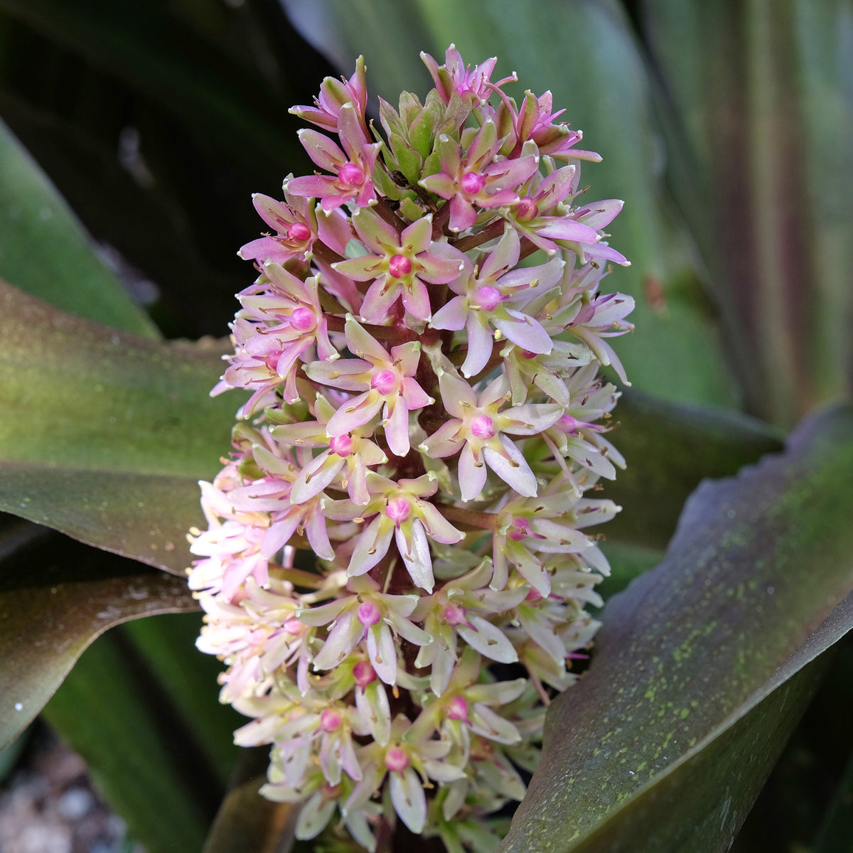 Eucomis Sparkling Burgundy® - Eucomis comosa Sparkling Burgundy® - Bakker