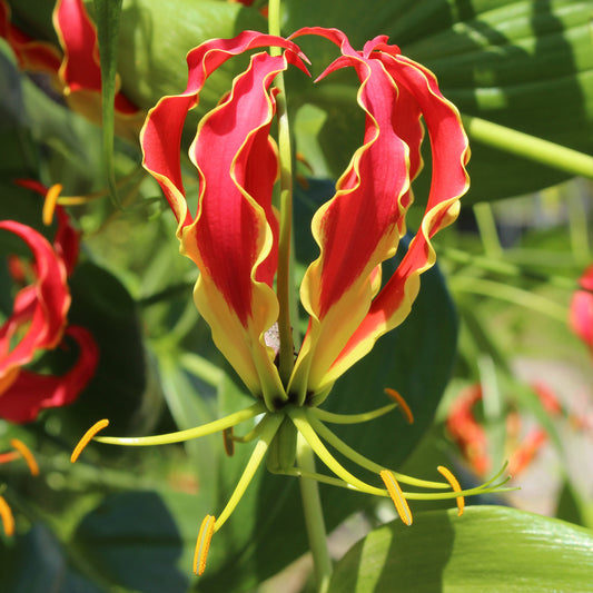 Gloriosa Carsonii - Lis de Malabar - Bakker