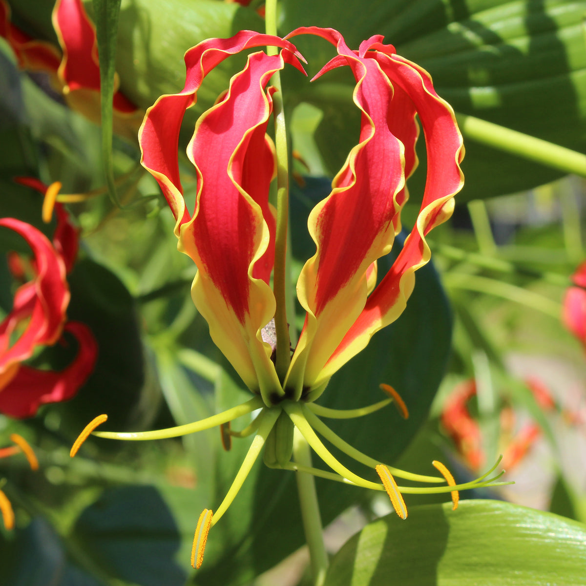 Gloriosa Carsonii - Lis de Malabar - Gloriosa Carsonii - Bakker