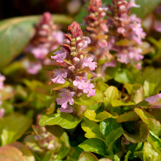 Bugle rampante Gold Chang - Bakker