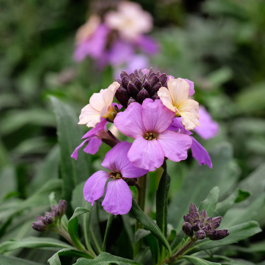 Giroflée Poem Lavender - Bakker