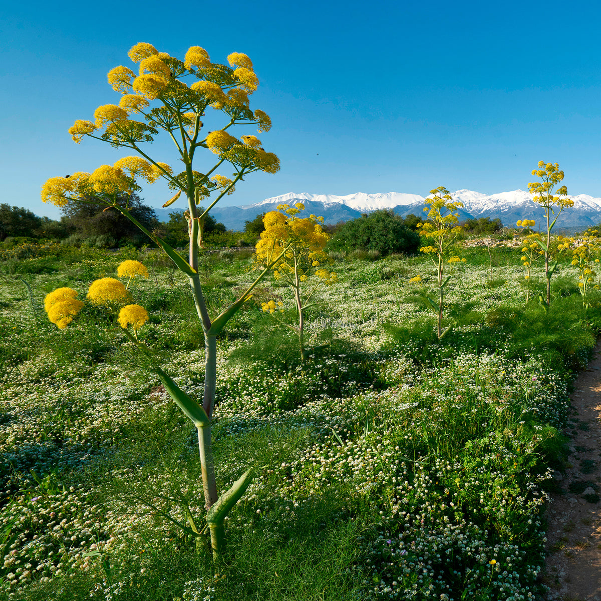 Férule commune - Ferula communis - Bakker