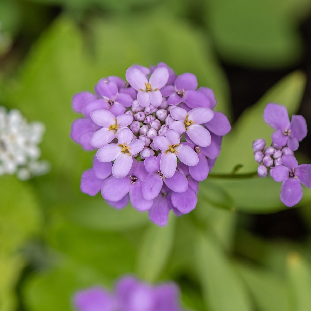 Corbeille d'argent Absolutely Amethyst - Iberis - Iberis sempervirens Absolutely Amethyst - Bakker