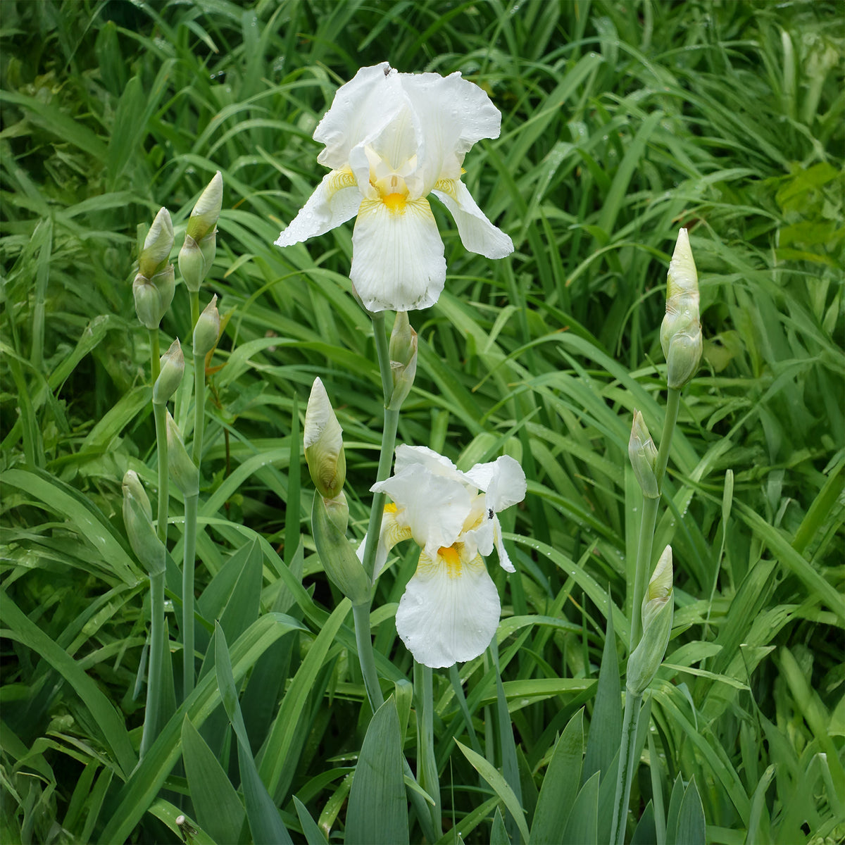 Iris de jardin Wedding Bouquet - Iris germanica Wedding Bouquet - Bakker