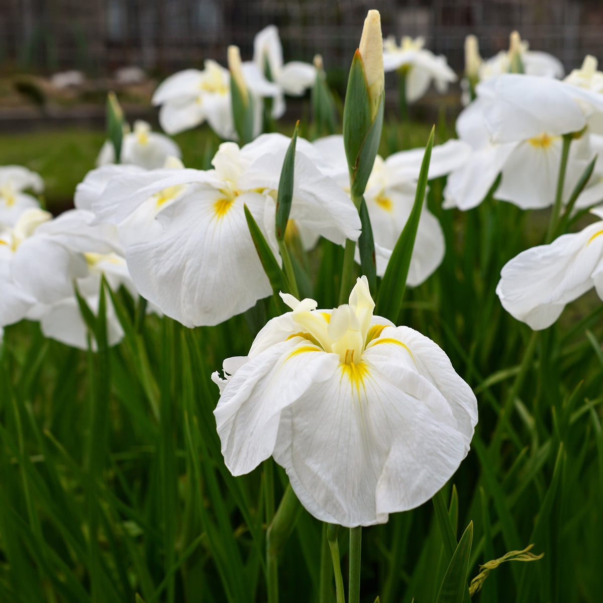 Iris ensata White Ladies - Iris du Japon White Ladies - Iris des jardins