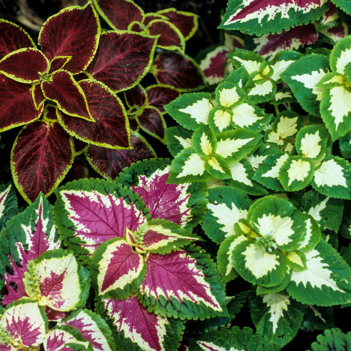 Coleus Wizard - Coleus Wizard - Bakker
