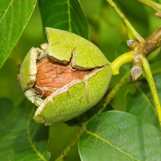 Noyer commun Buccaneer - Bakker