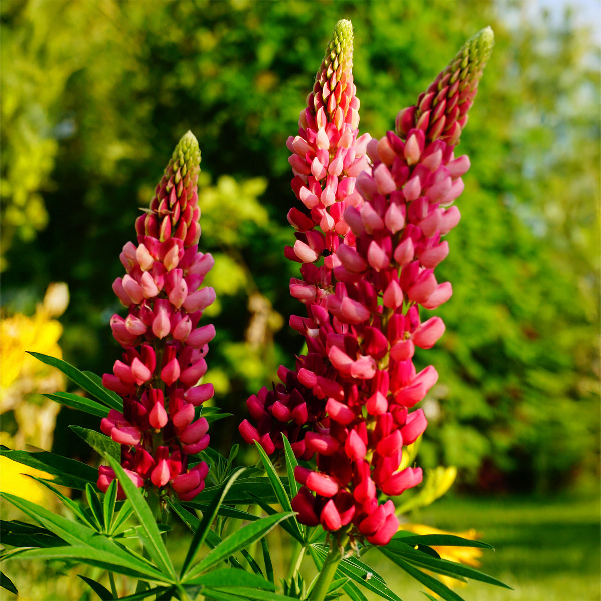 Lupinus The Pages - Lupin The Pages - Lupin