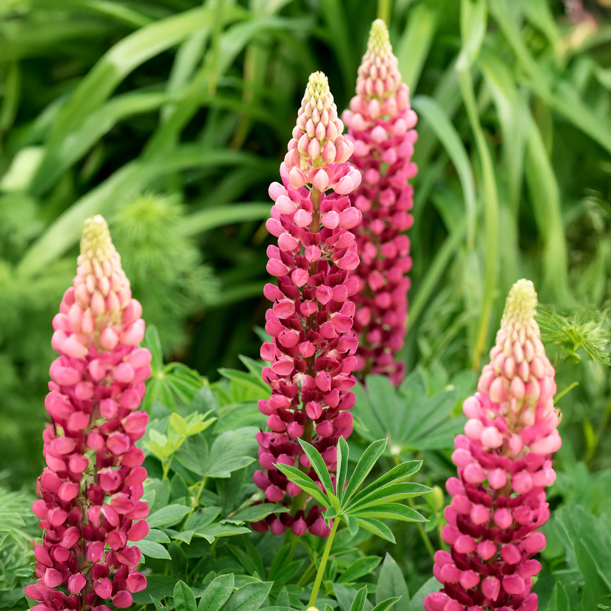 Lupin The Pages - Bakker
