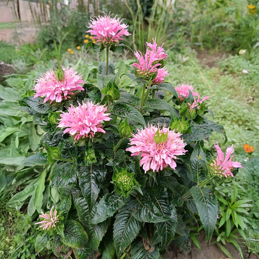 Monarde Sugar Buzz Pink Frosting - Bakker