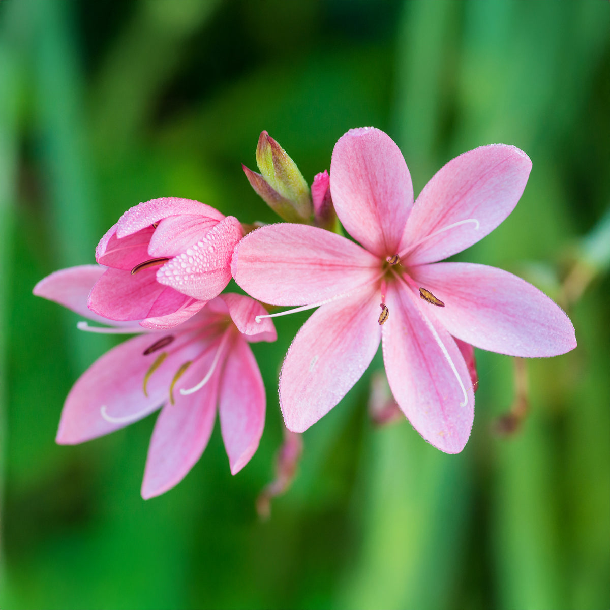 Lys des cafres Pink Butterflies - Schizostylis coccinea Pink Butterflies - Bakker