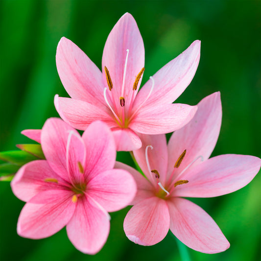 Lys des cafres Pink Butterflies - Bakker