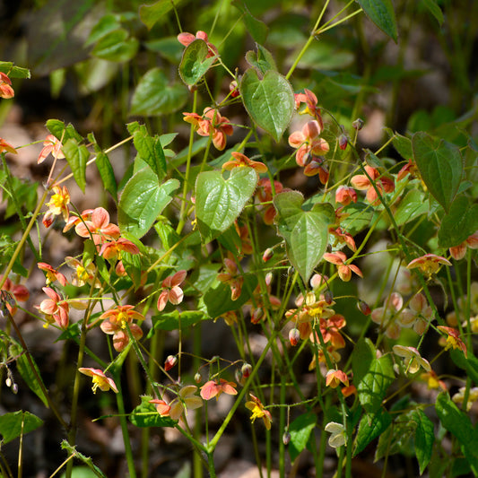 Epimedium warleyense - Bakker
