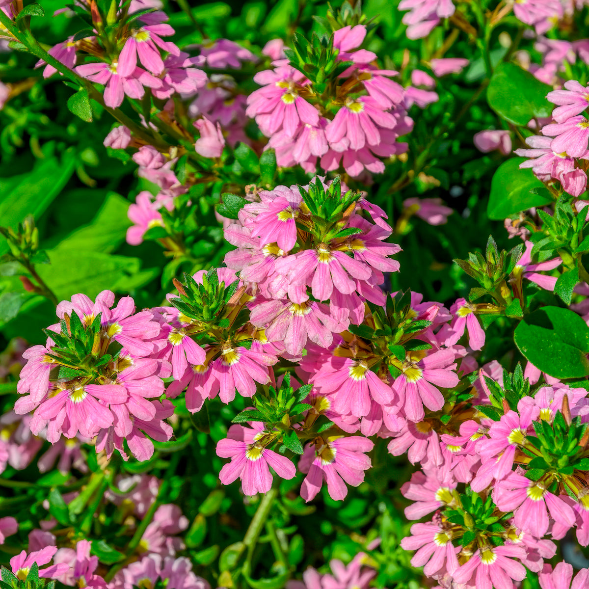 Scaevola Baby Pink Touch - Scaevola aemula Baby Pink Touch - Bakker