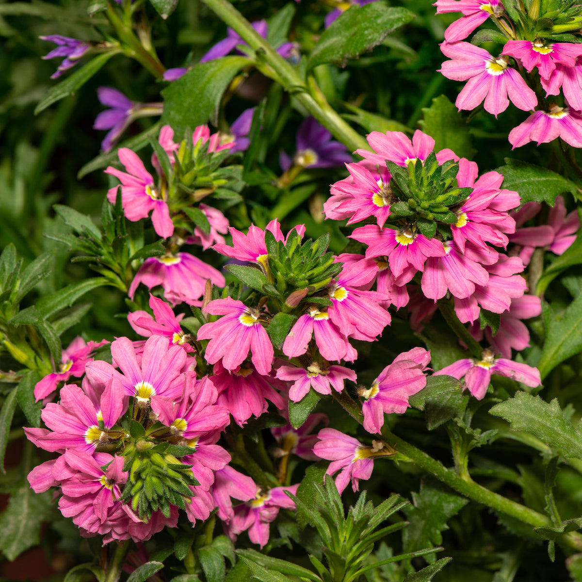 Scaevola Baby Pink Touch - Bakker