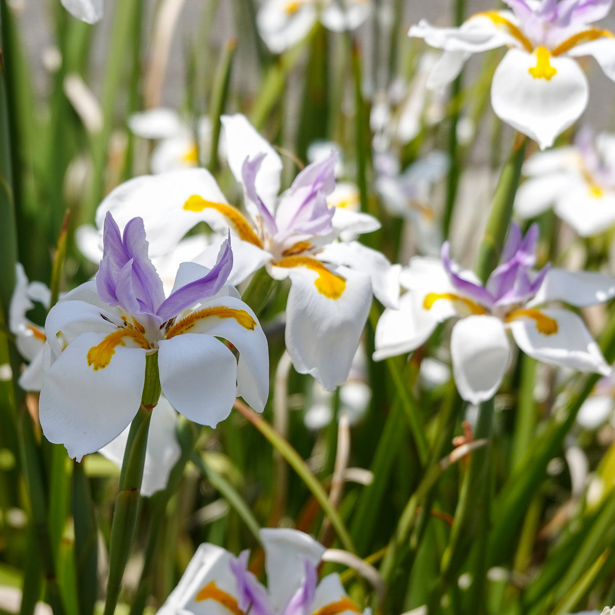 Dietes à grandes fleurs - Bakker