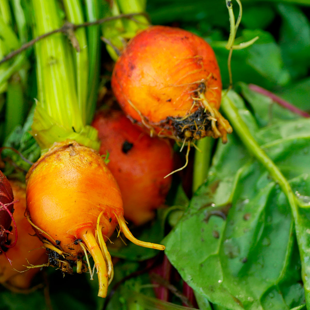 Betterave jaune Burpees Golden - Beta vulgaris Burpees Golden - Bakker