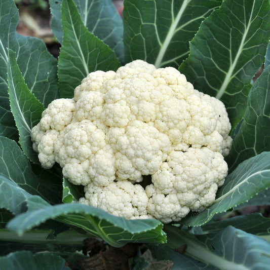 Chou-fleur Novia F1 - Bakker