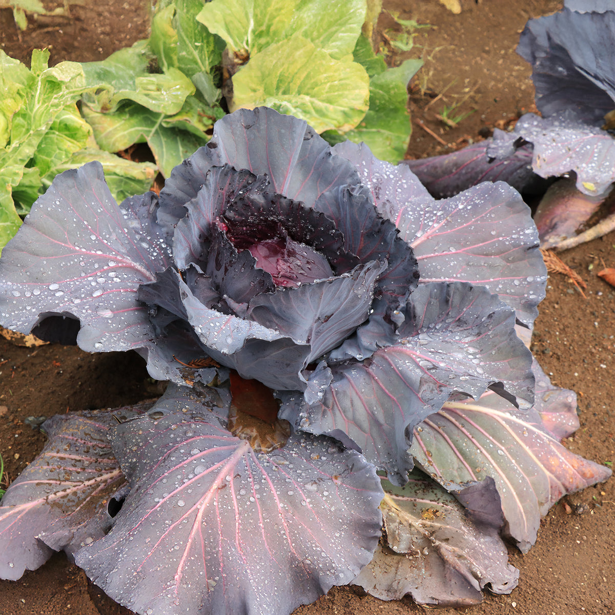 Plants potagers - Chou rouge Fuego F1 - Brassica oleracea capitata Fuego F1