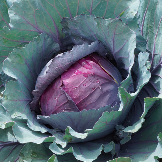 Chou rouge Fuego F1 - Bakker