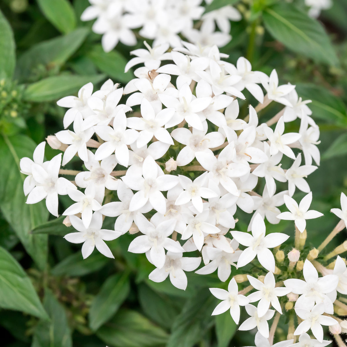 Pentas lanceolata - Pentas blanc - Fleurs pour terrasses et balcons