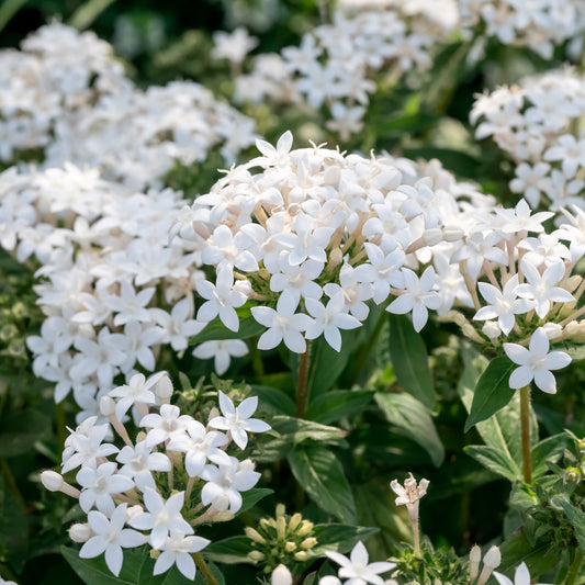 Pentas blanc - Bakker