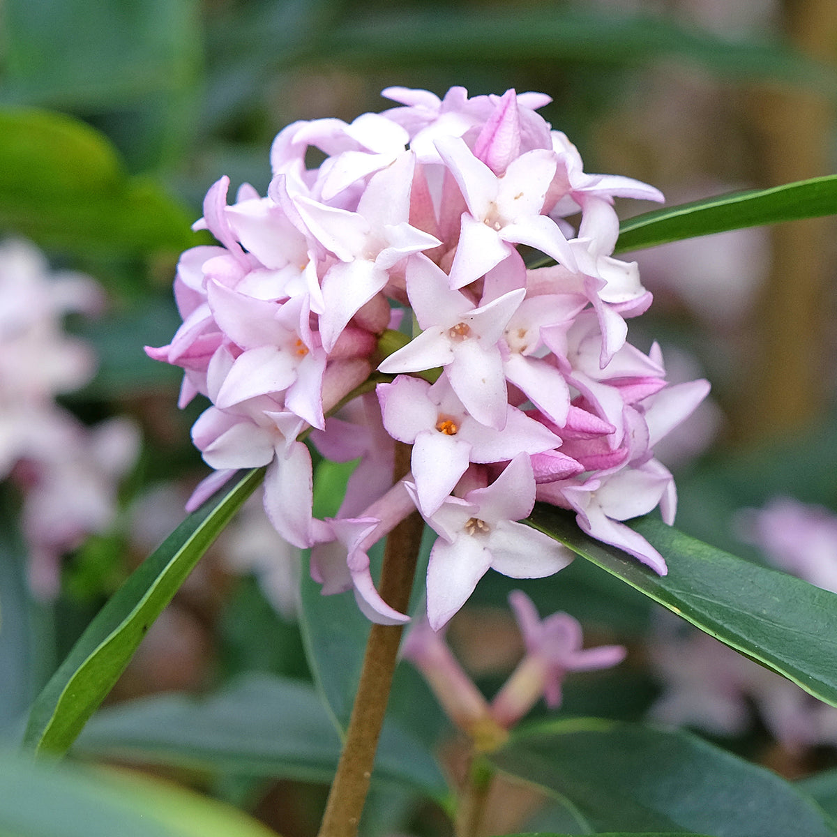 Daphne Spring Beauty® - Daphne bholua Spring Beauty® - Bakker