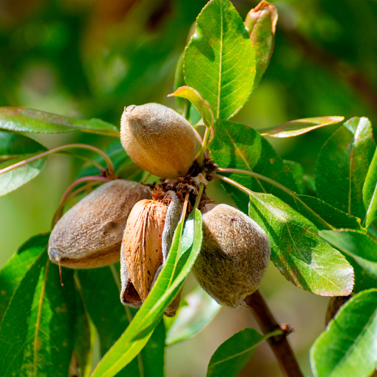 Amandier - Prunus amygdalus Dulcis - Bakker