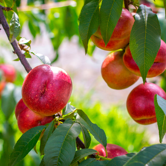 Nectarine Flavor Top - Bakker