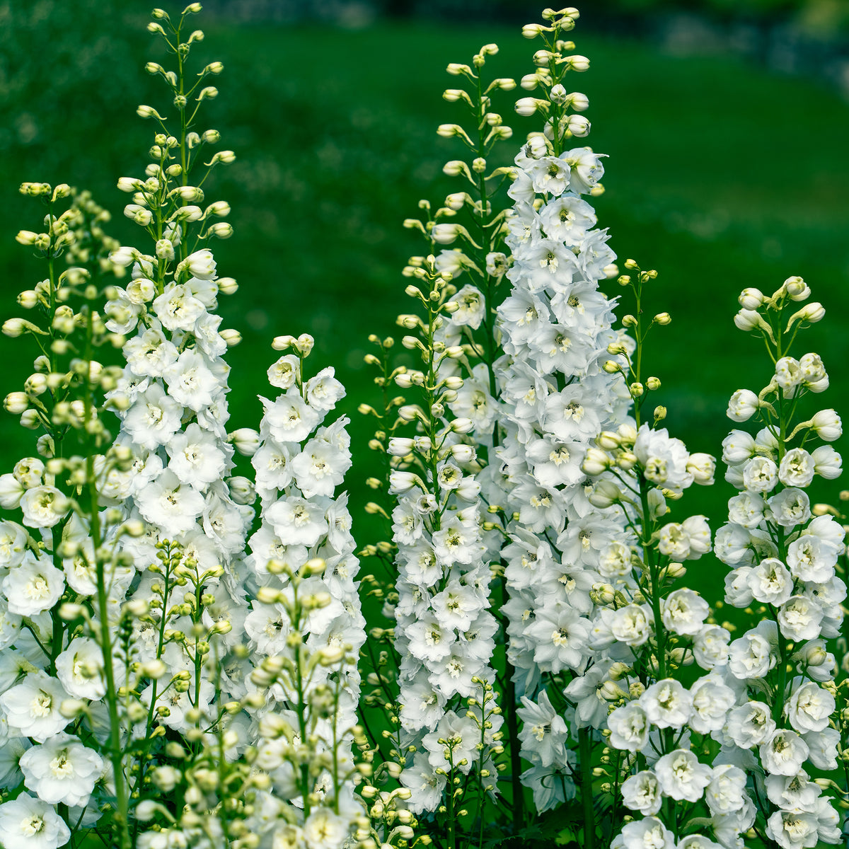 Vivaces Blanches et Roses