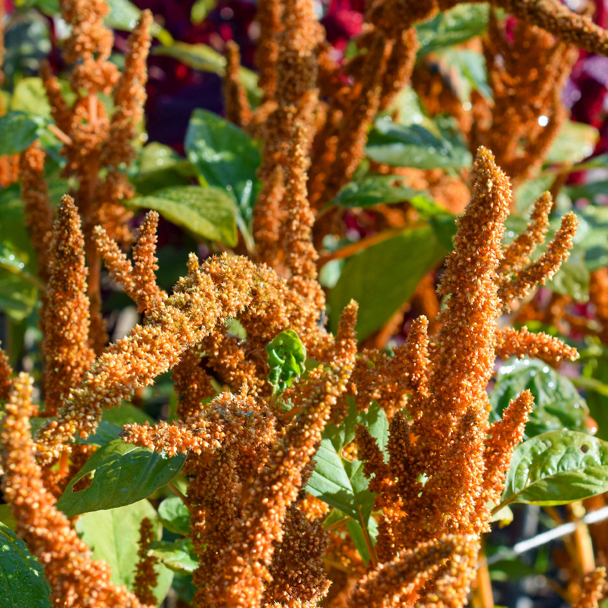 Amaranthus cruentus Hot Biscuits - Amarante Hot Biscuits - Graines de fleurs annuelles