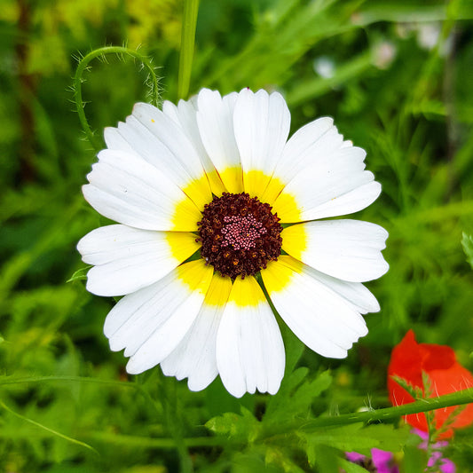 Chrysanthème à carène Polar Star - Bakker