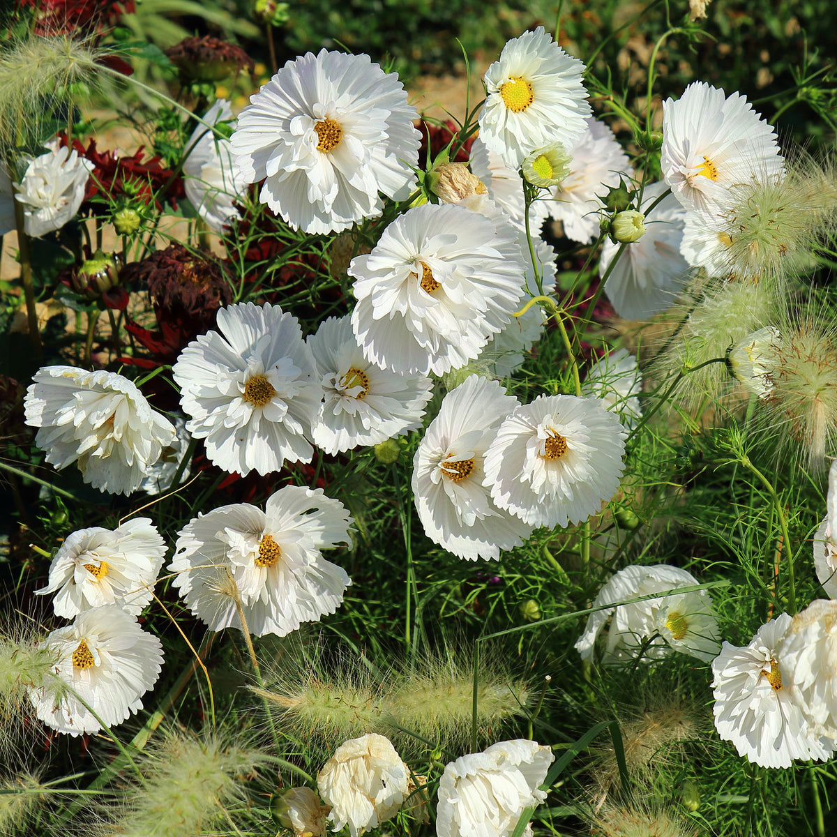 Cosmos Cupcakes White - Bakker
