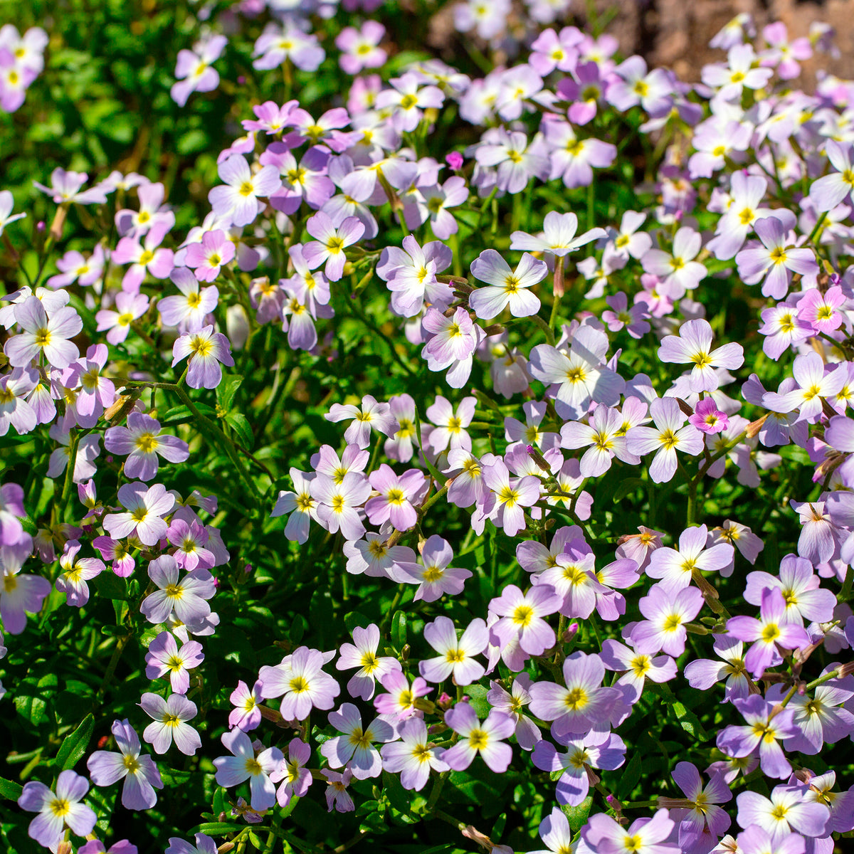 Malcolmia maritima - Julienne de Mahon - Graines de fleurs