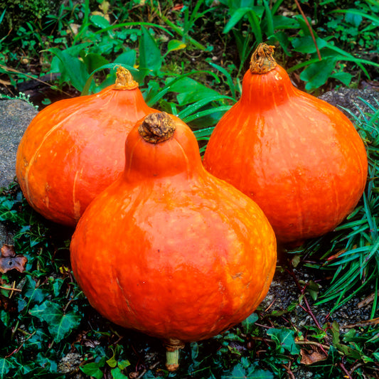 Potimarron Uchiki Kuri - Bakker