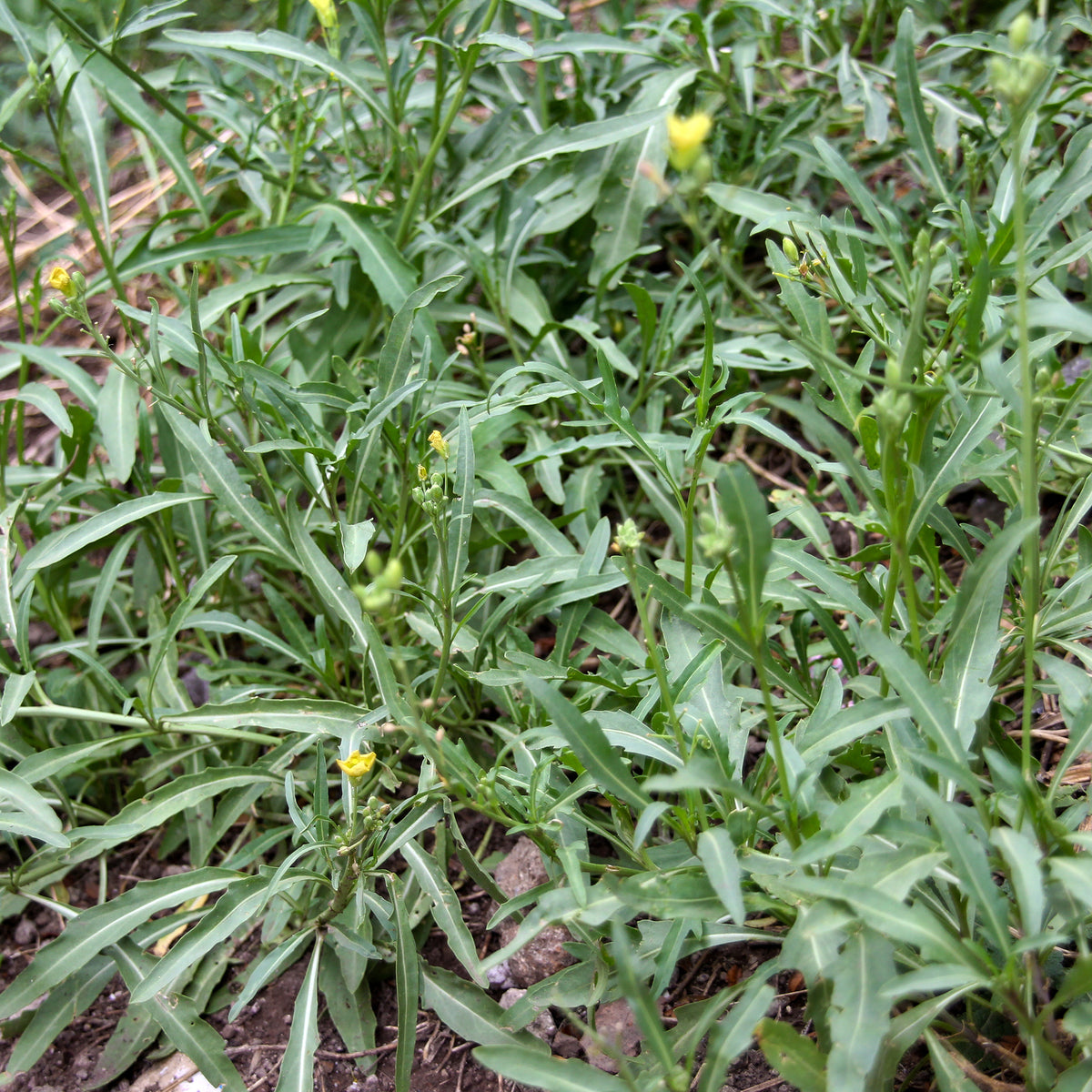 Roquette Wildfire (Wasabi) - Diplotaxis tenuifolia Wildfire - Bakker