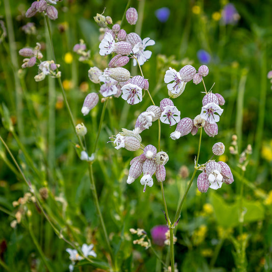 Silene enflé - Bakker