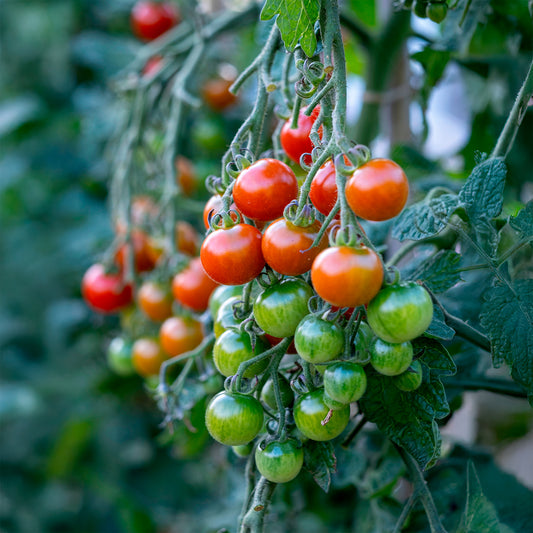 Tomate cerise Délice du jardinier - Bakker