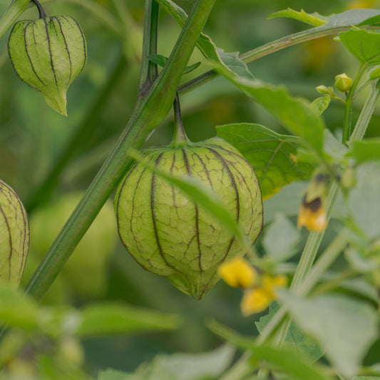 Tomatillo du Mexique - Bakker