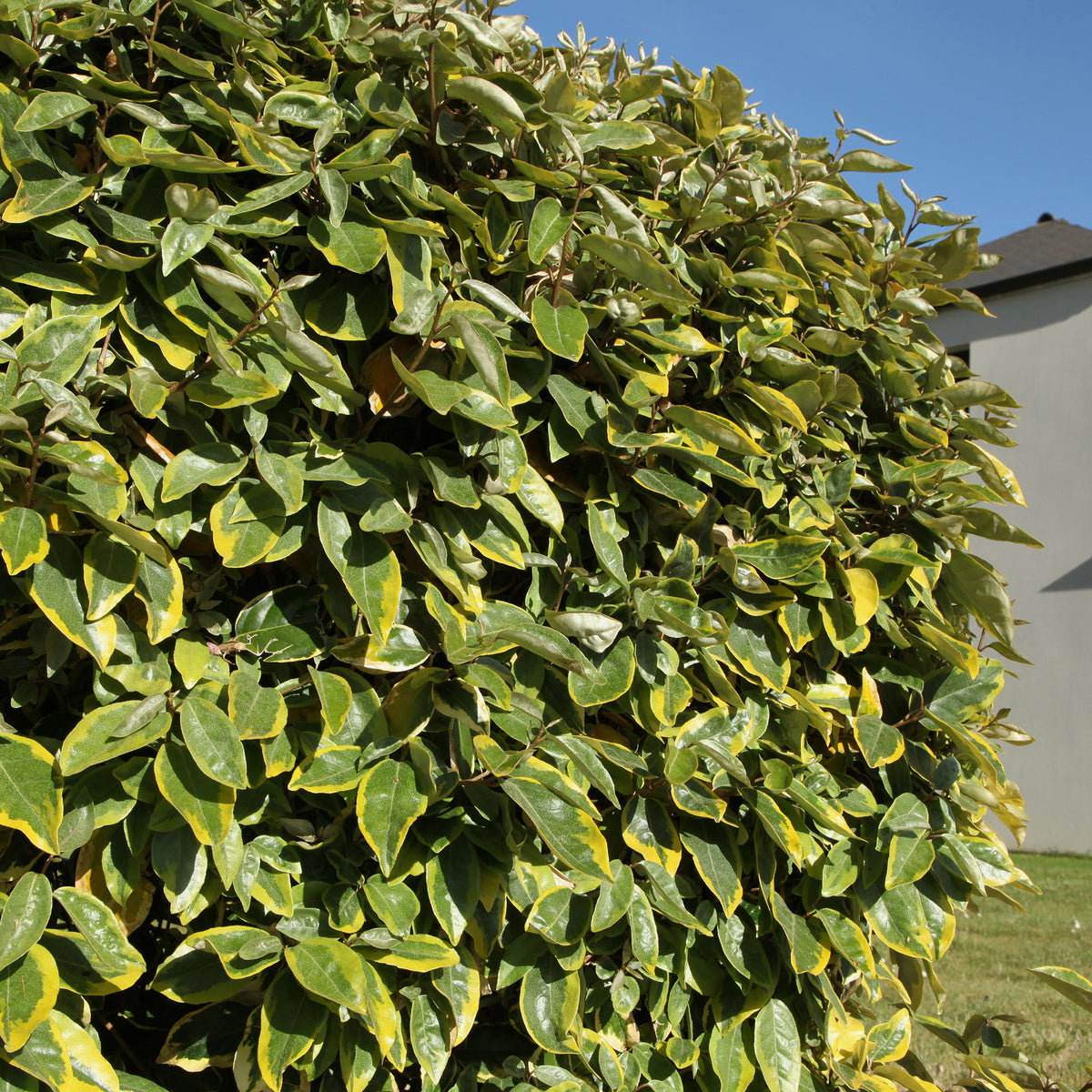 Elaeagnus ebbingei Viveleg - Chalef ebbingei Viveleg - Eleagnus