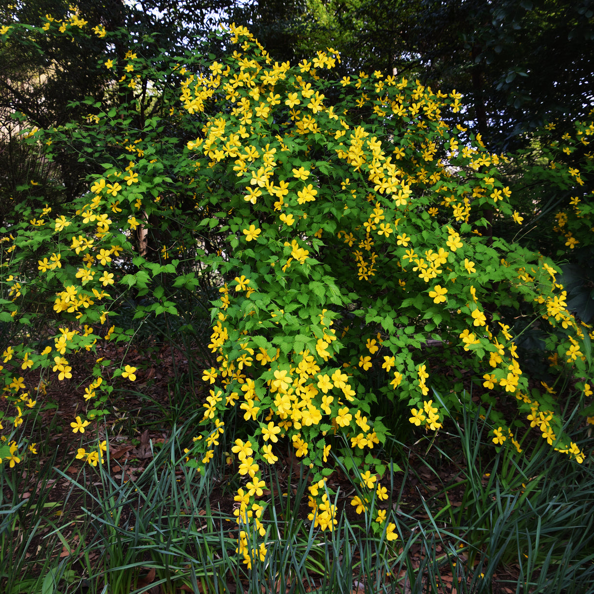 Vente Corête du Japon Golden Guinea - Kerria japonica Golden Guinea