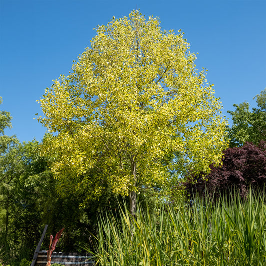 Tulipier de Virginie panaché - Bakker