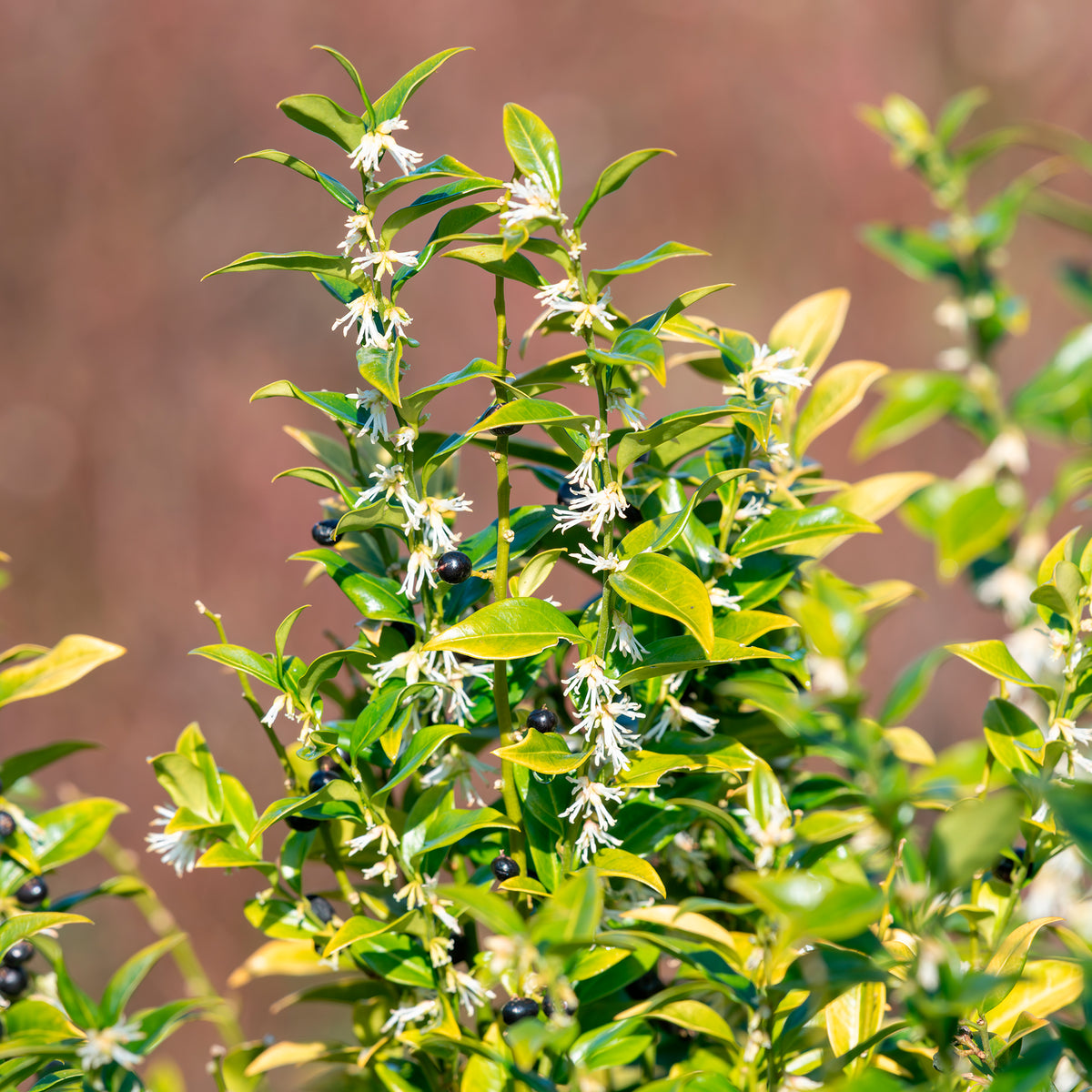 Sarcocoque - Sarcococca confusa - Bakker