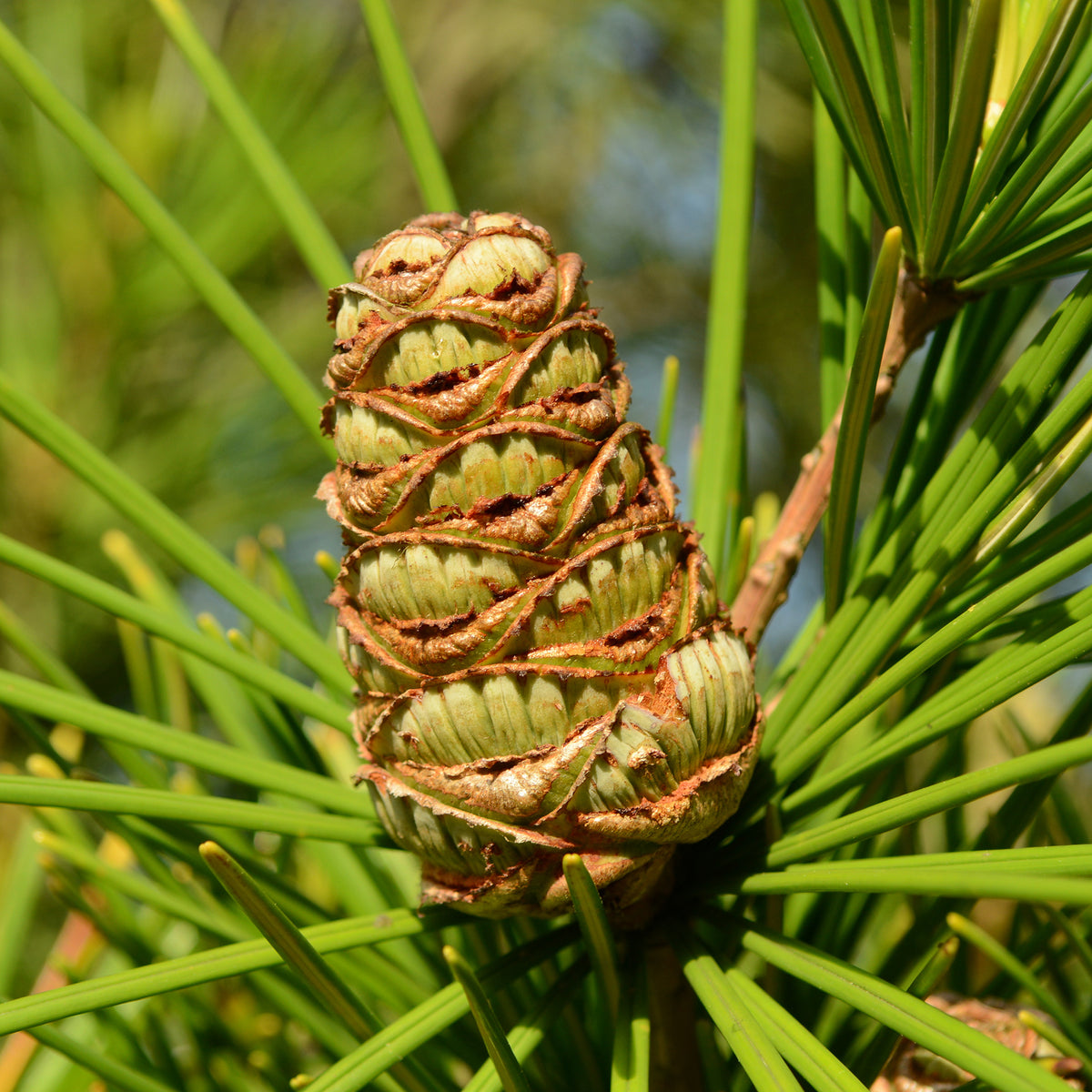 Sciadopitys verticillata - Pin parasol du Japon - Pin