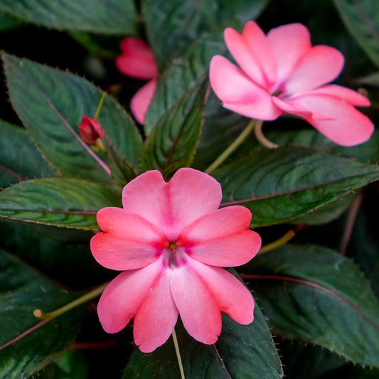 Impatiens de Nouvelle Guinée - Bakker